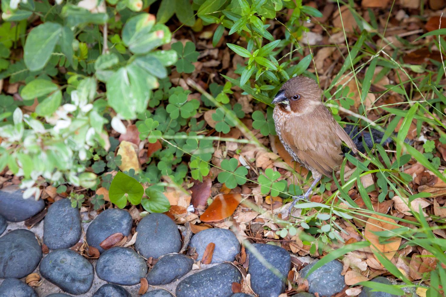 Scaly-breasted Munia on the ground photo
