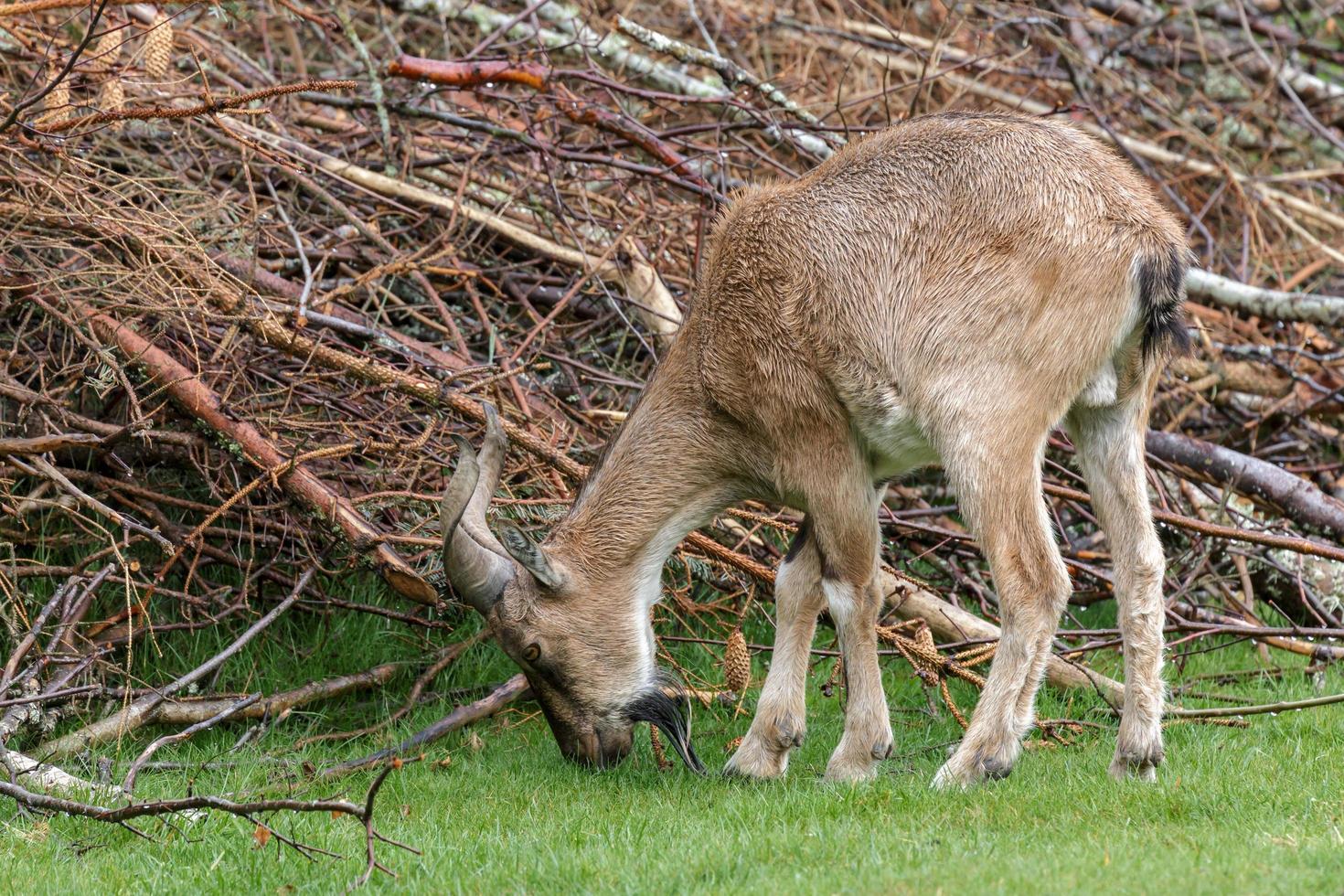 Turkmenian Markhor eating grass photo