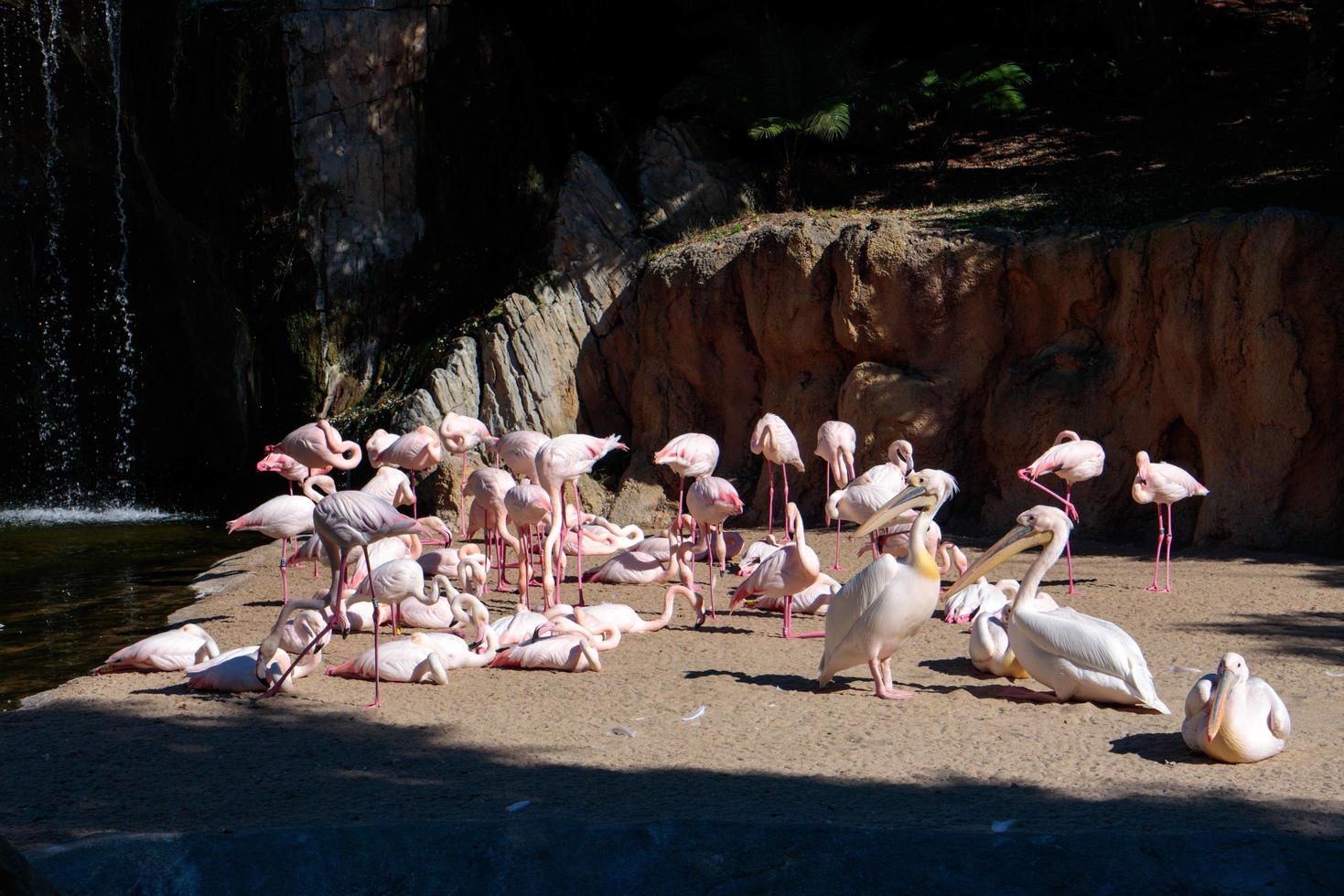 valencia, españa, 2019. pelícanos y flamencos de lomo rosa en el bioparc foto