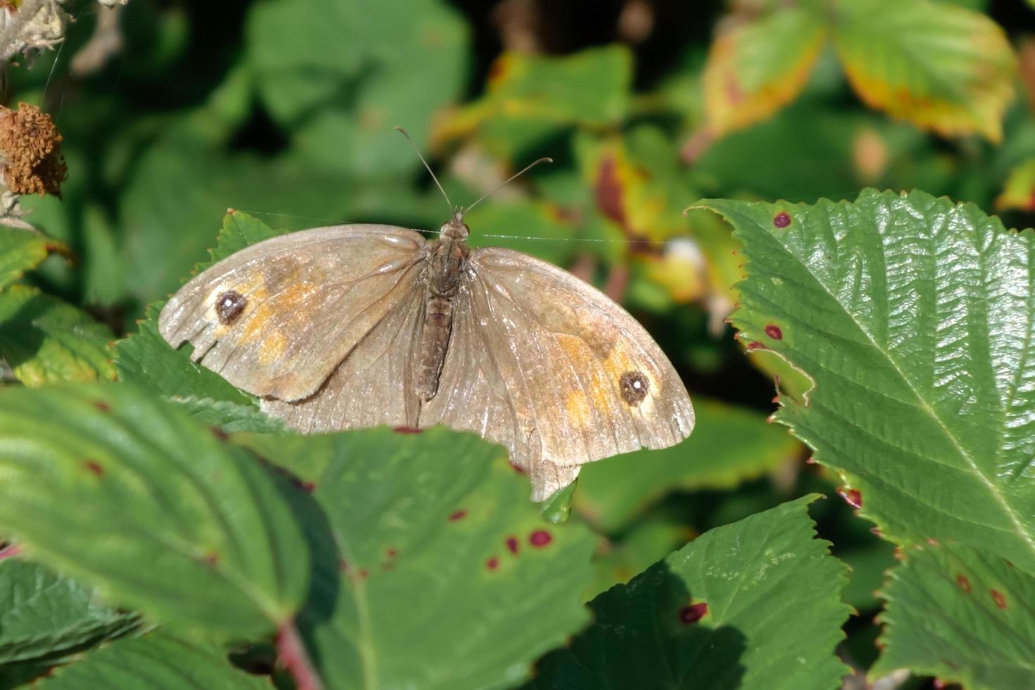 Meadow Brown Butterfly photo