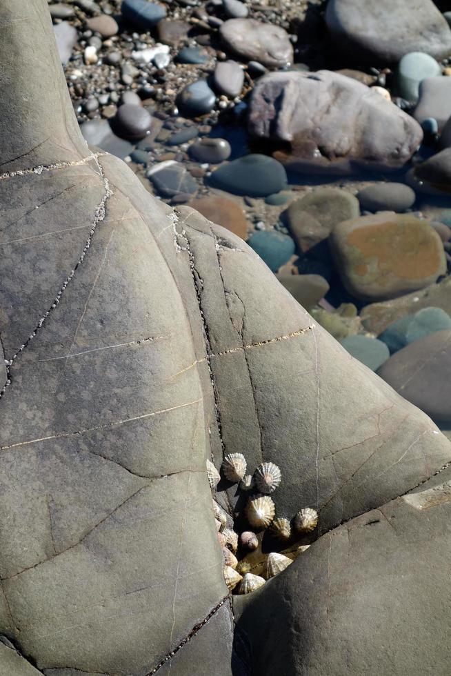 A cluster of Limpets on the rocks at Bude photo