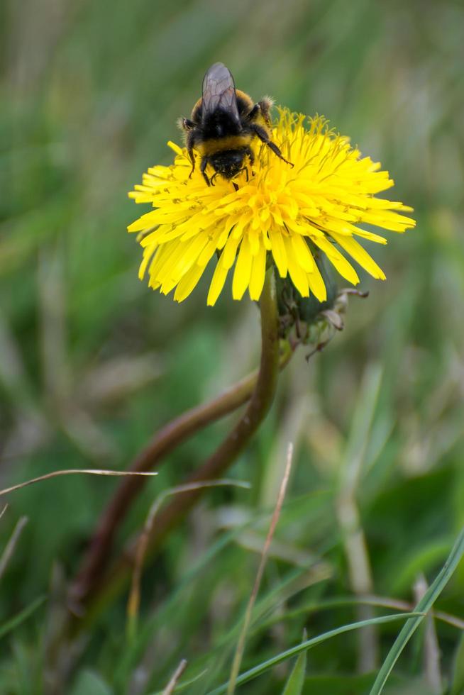 Bee collecting pollen from a Dandelion photo
