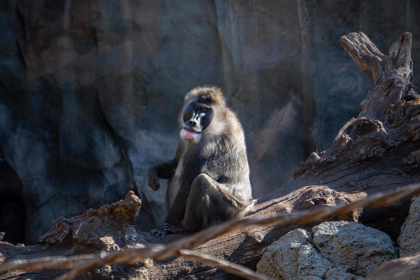 VALENCIA, SPAIN, 2019. Mandrill at the Bioparc photo