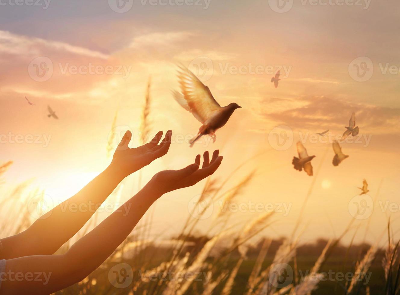 Woman praying and free bird enjoying nature on sunset background, hope concept photo