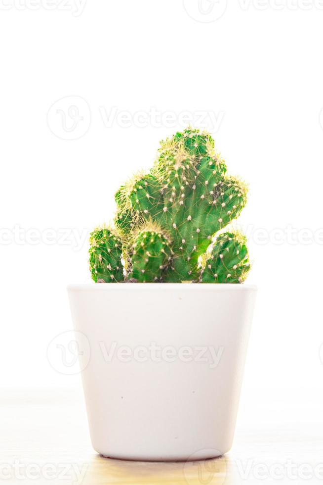 cactus planta espinosa suculentas siempre verde flor interior en una maceta sobre la mesa foto