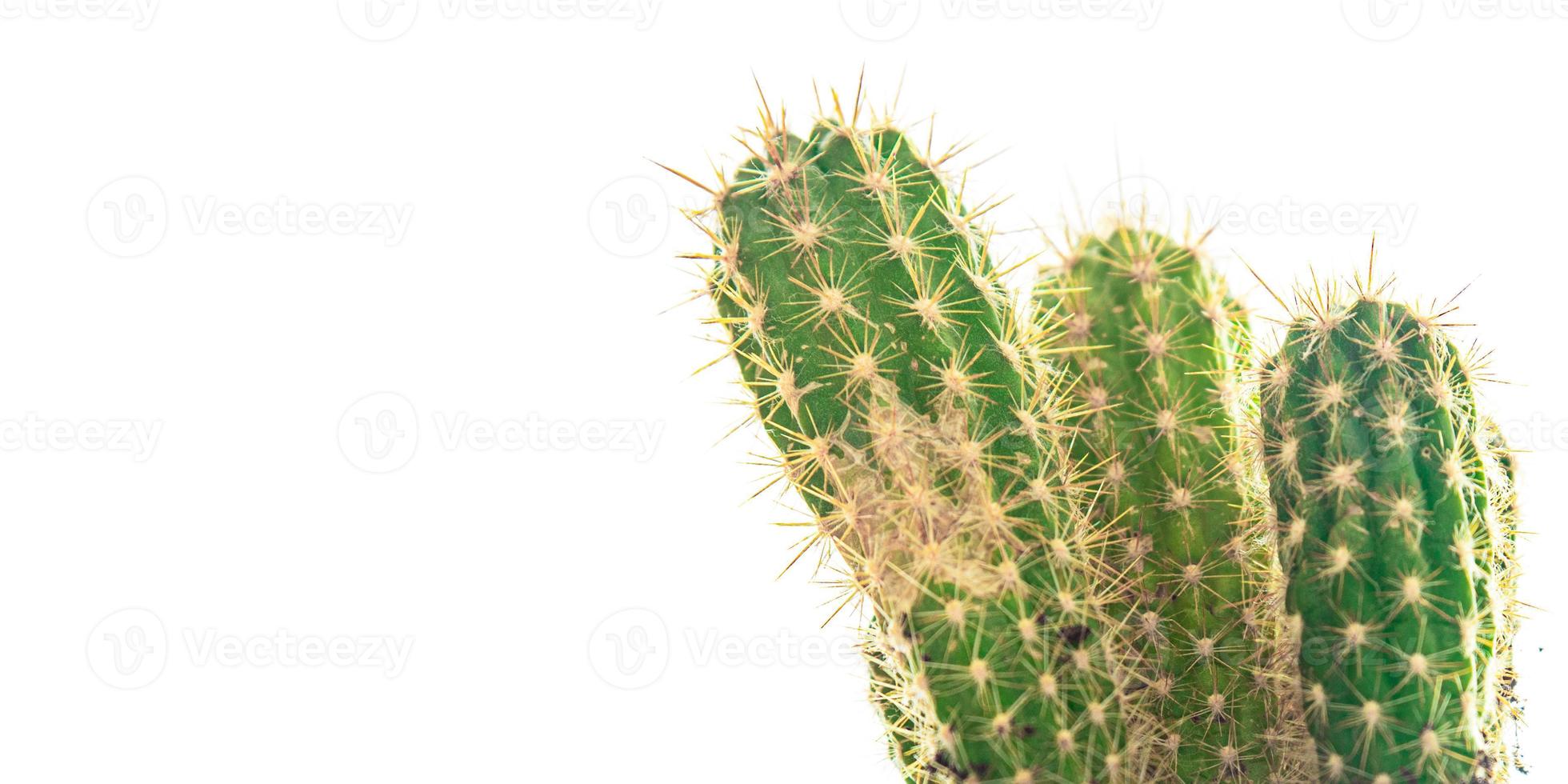 cactus planta espinosa suculentas siempre verde flor interior en una maceta sobre la mesa foto