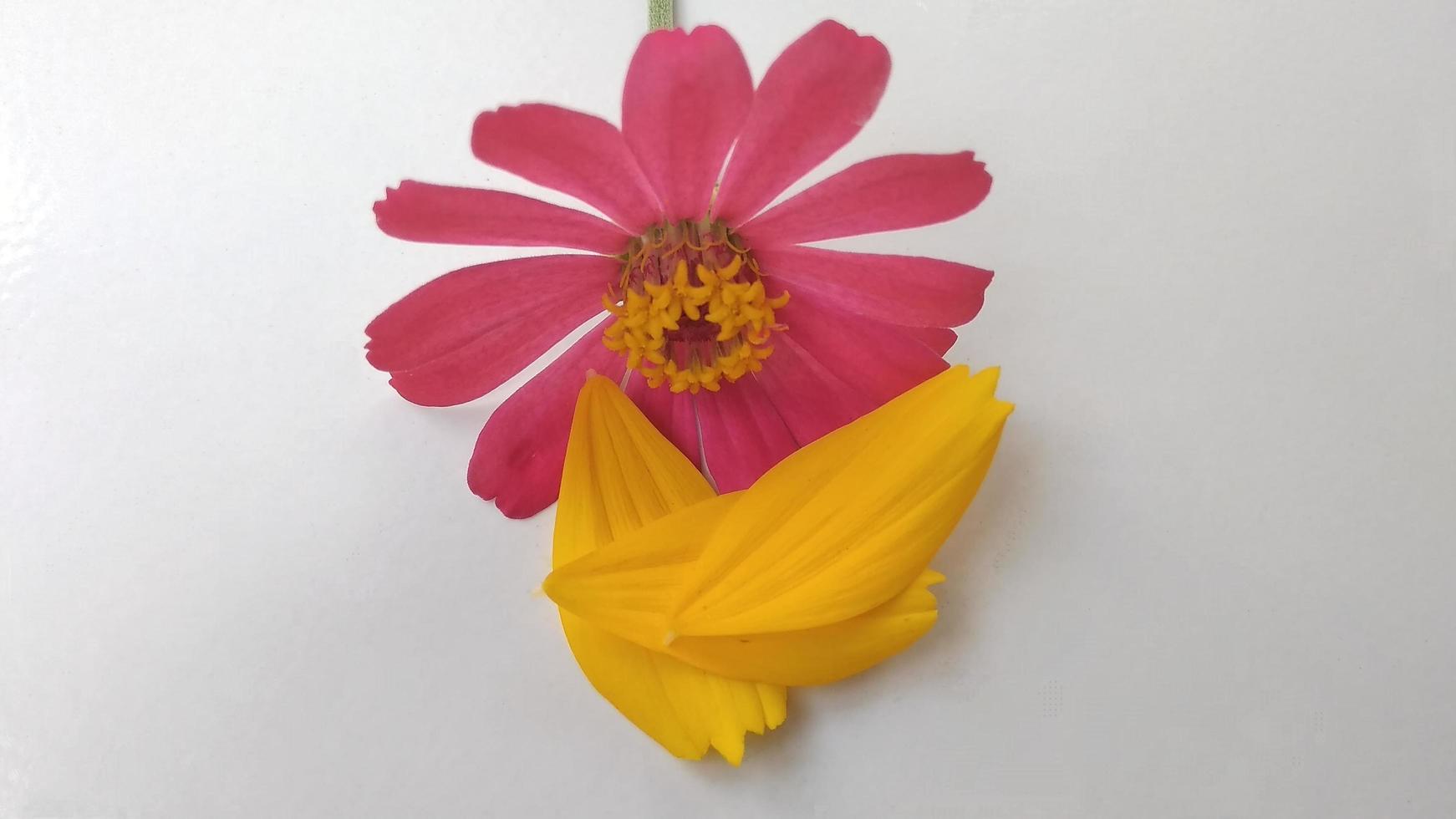 Closeup photo of purple and yellow narrow leaf zinnia flower petals Zinnia angustifolia with a grey background and photo shadows under the light of sunlight