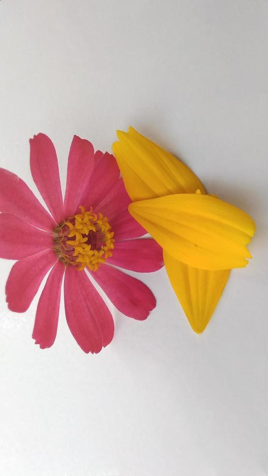 Closeup photo of purple and yellow narrow leaf zinnia flower petals Zinnia angustifolia with a grey background and photo shadows under the light of sunlight
