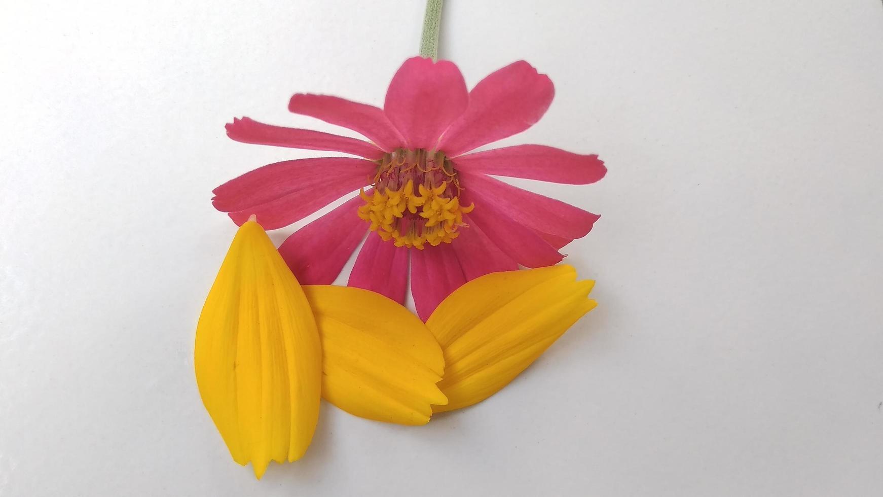 Closeup photo of purple and yellow narrow leaf zinnia flower petals Zinnia angustifolia with a grey background and photo shadows under the light of sunlight