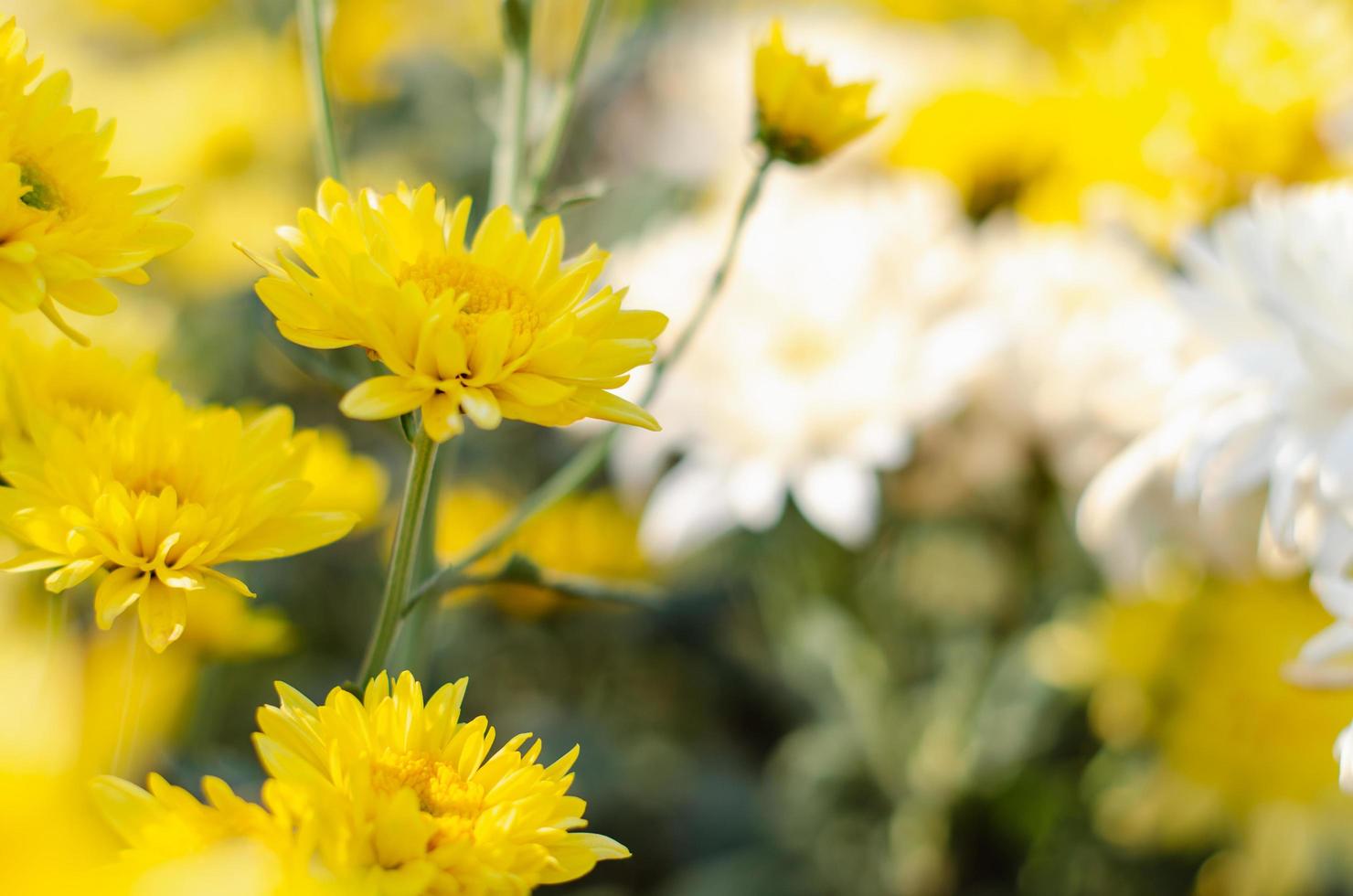 Yellow chrysanthemum flower photo