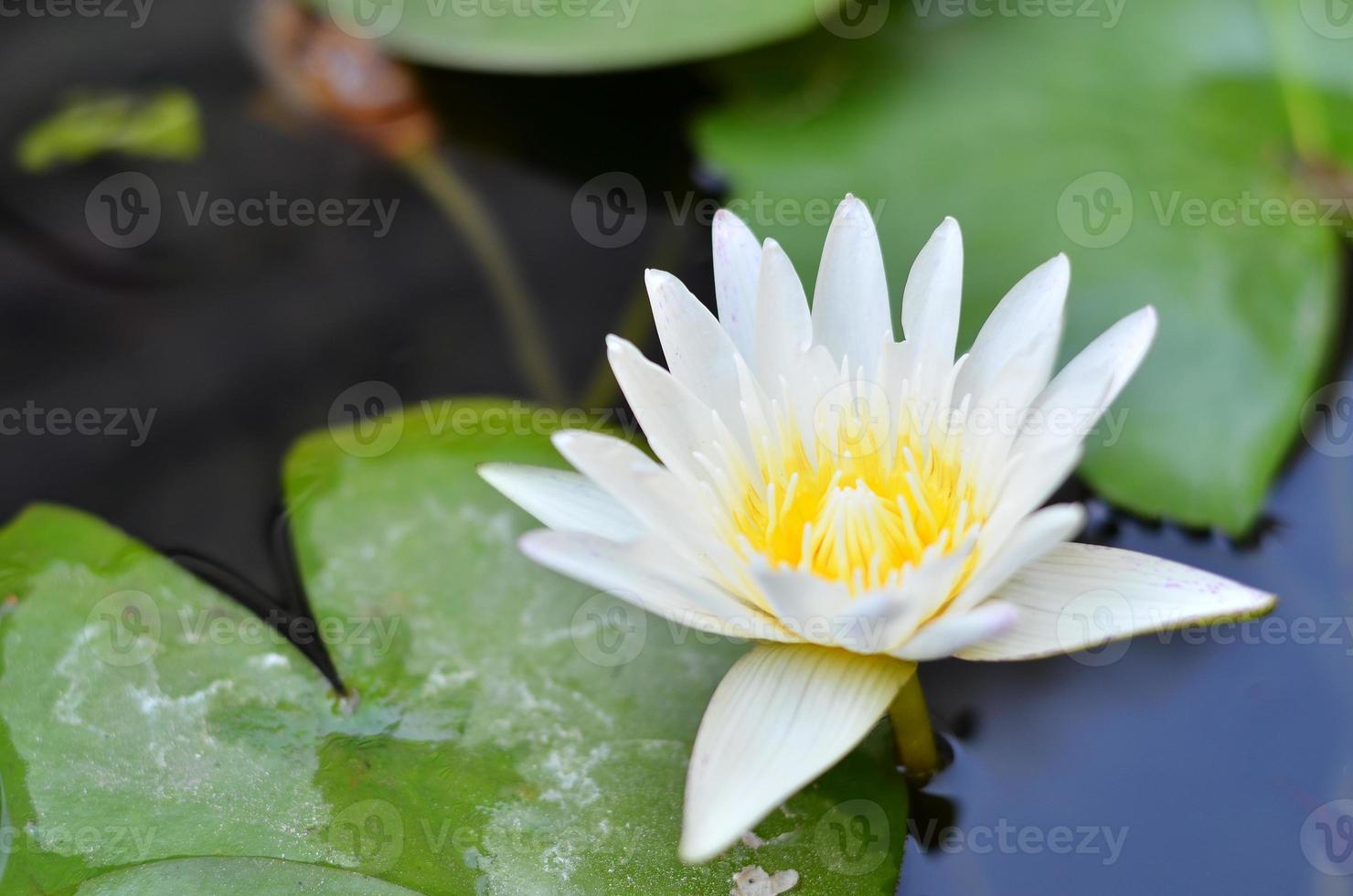 Beautiful yellow waterlily or lotus flower in pond. photo