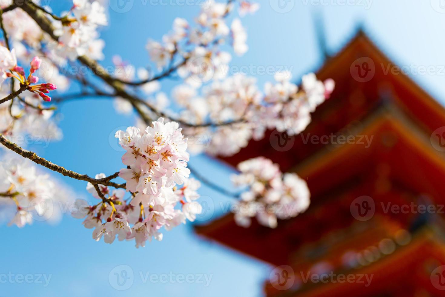 Colorful Pink Cherry Blossom Sakura background with a traditional Japanese pagoda under a clear blue sky in Kiyomizu Dera Temple during spring season in Kyoto, Japan photo