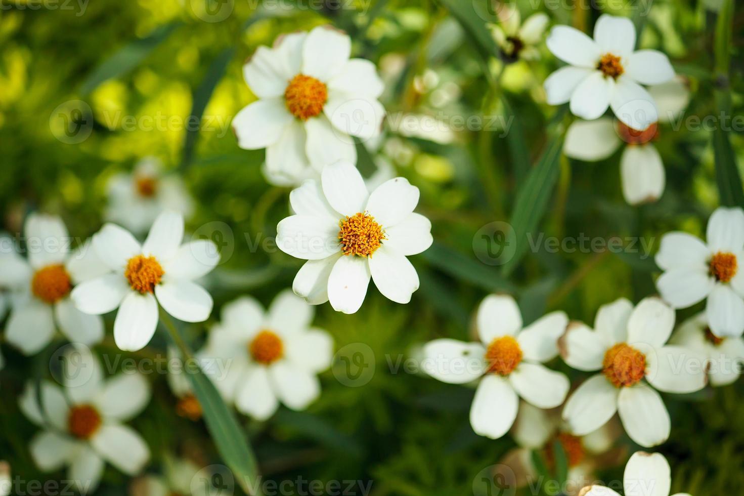 Chamomile flowers in the garden photo