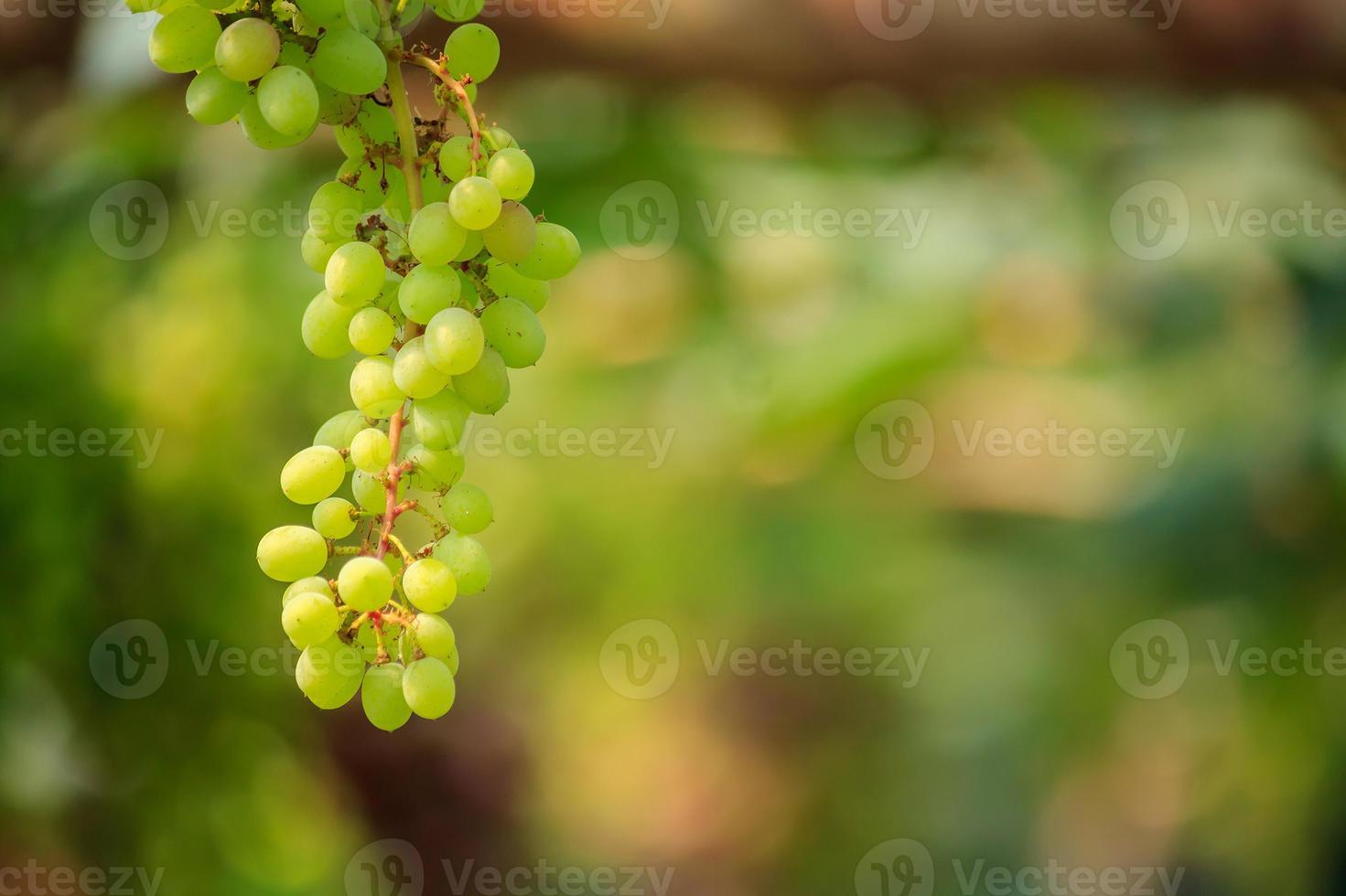 Bunches of white wine grapes photo