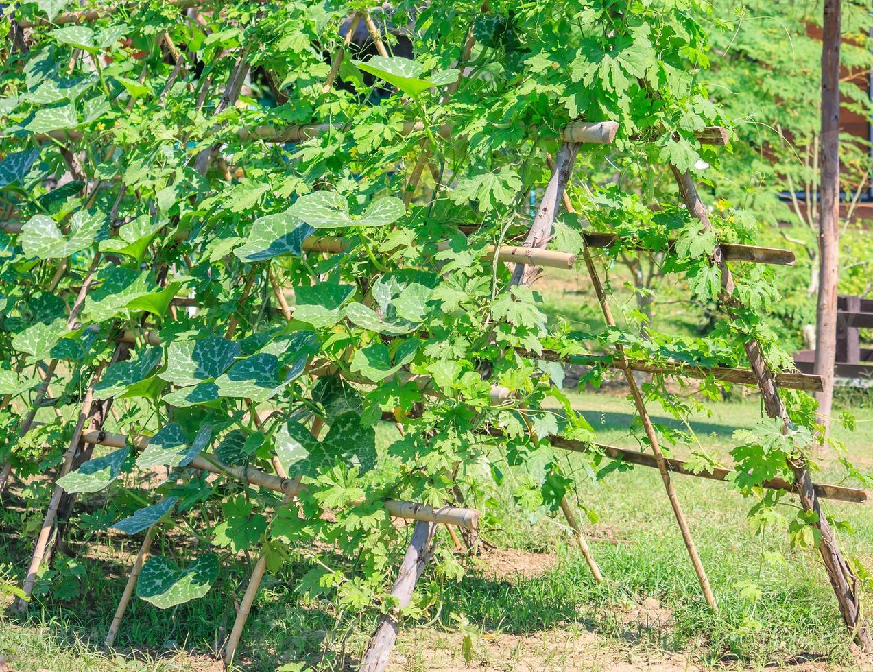 vegetable garden close up photo
