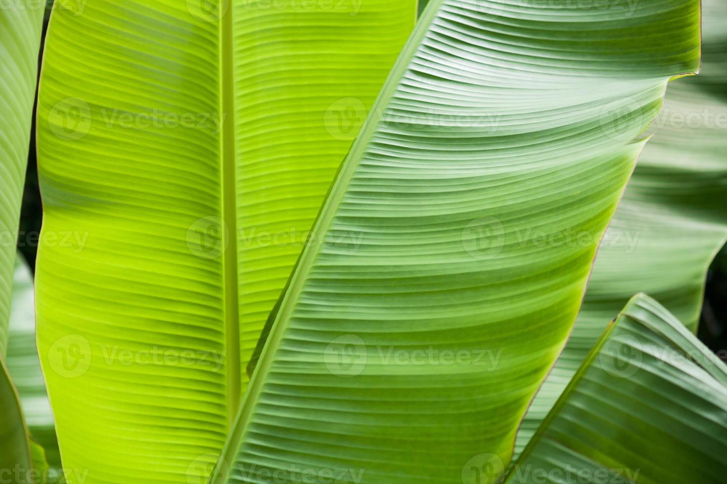 Banana leaves background photo