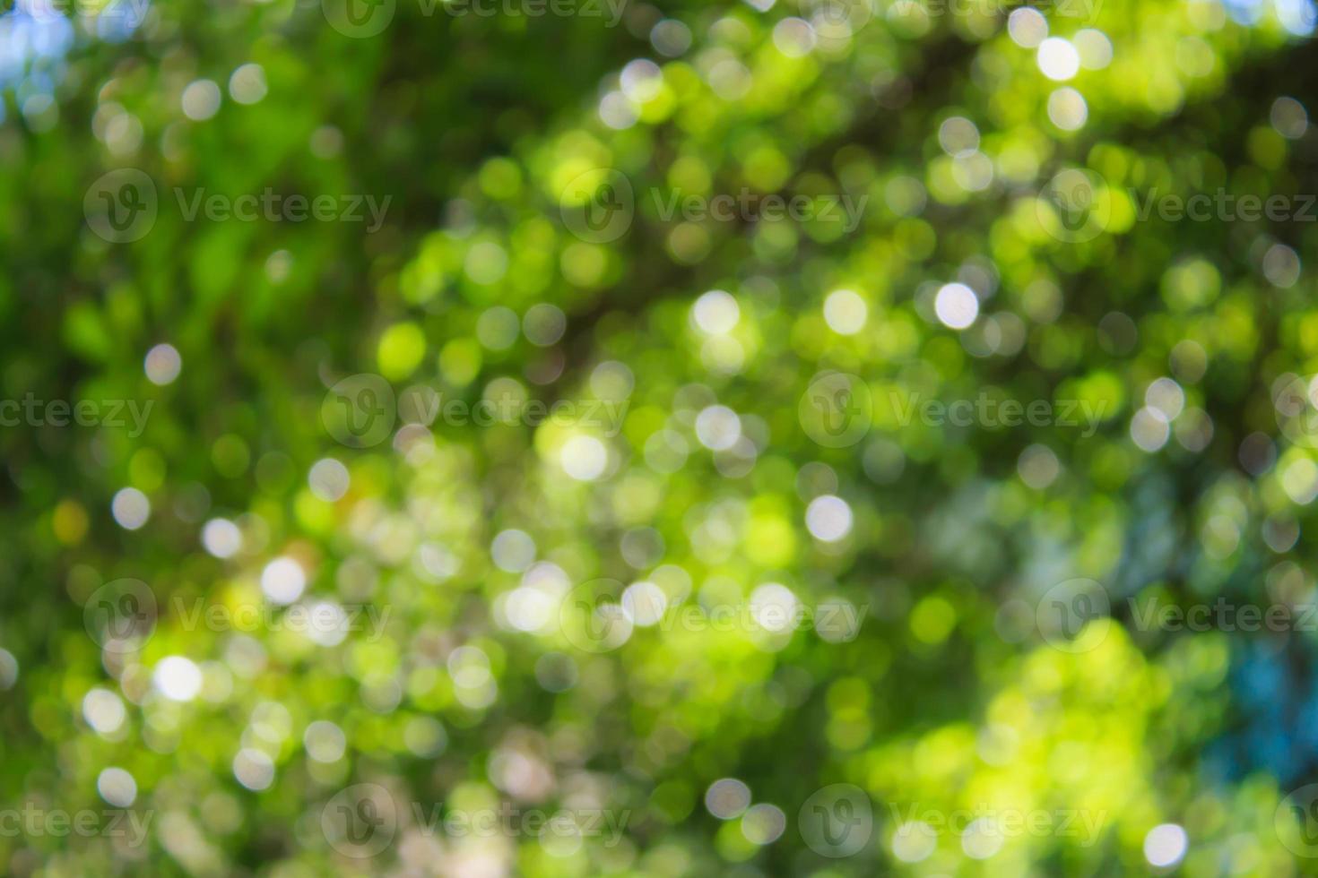abstract natural blur background, defocused leaves, bokeh photo
