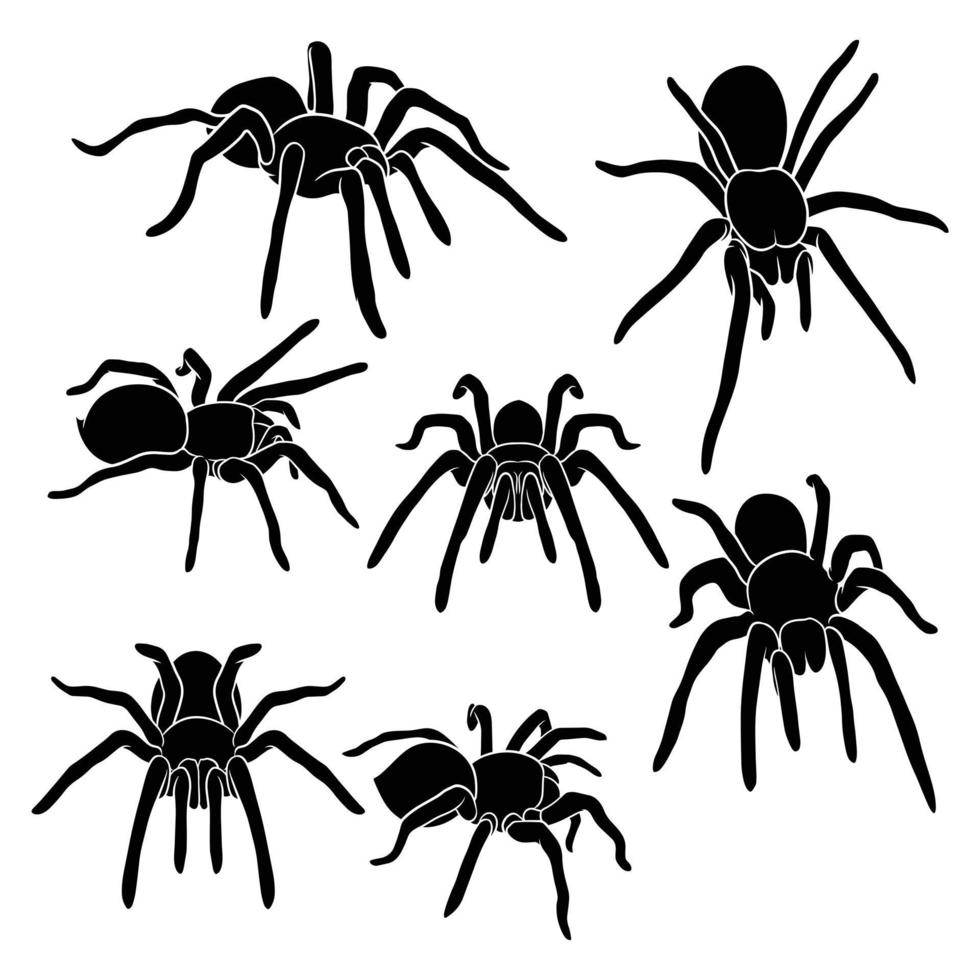 hand drawn silhouette of tarantula vector