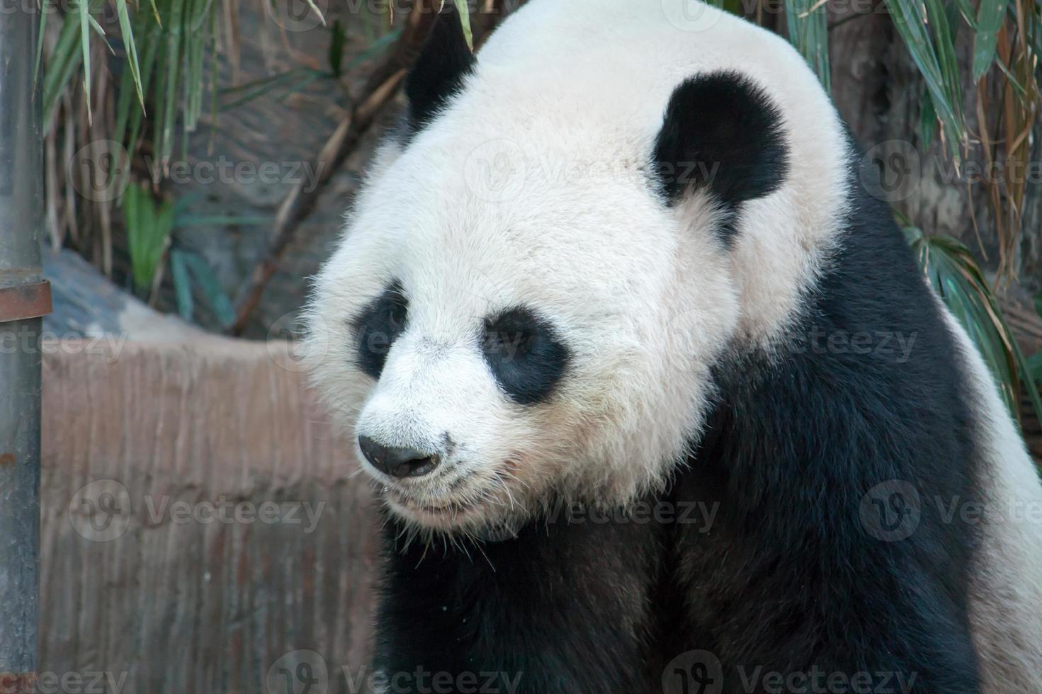 Hungry giant panda bear eating photo