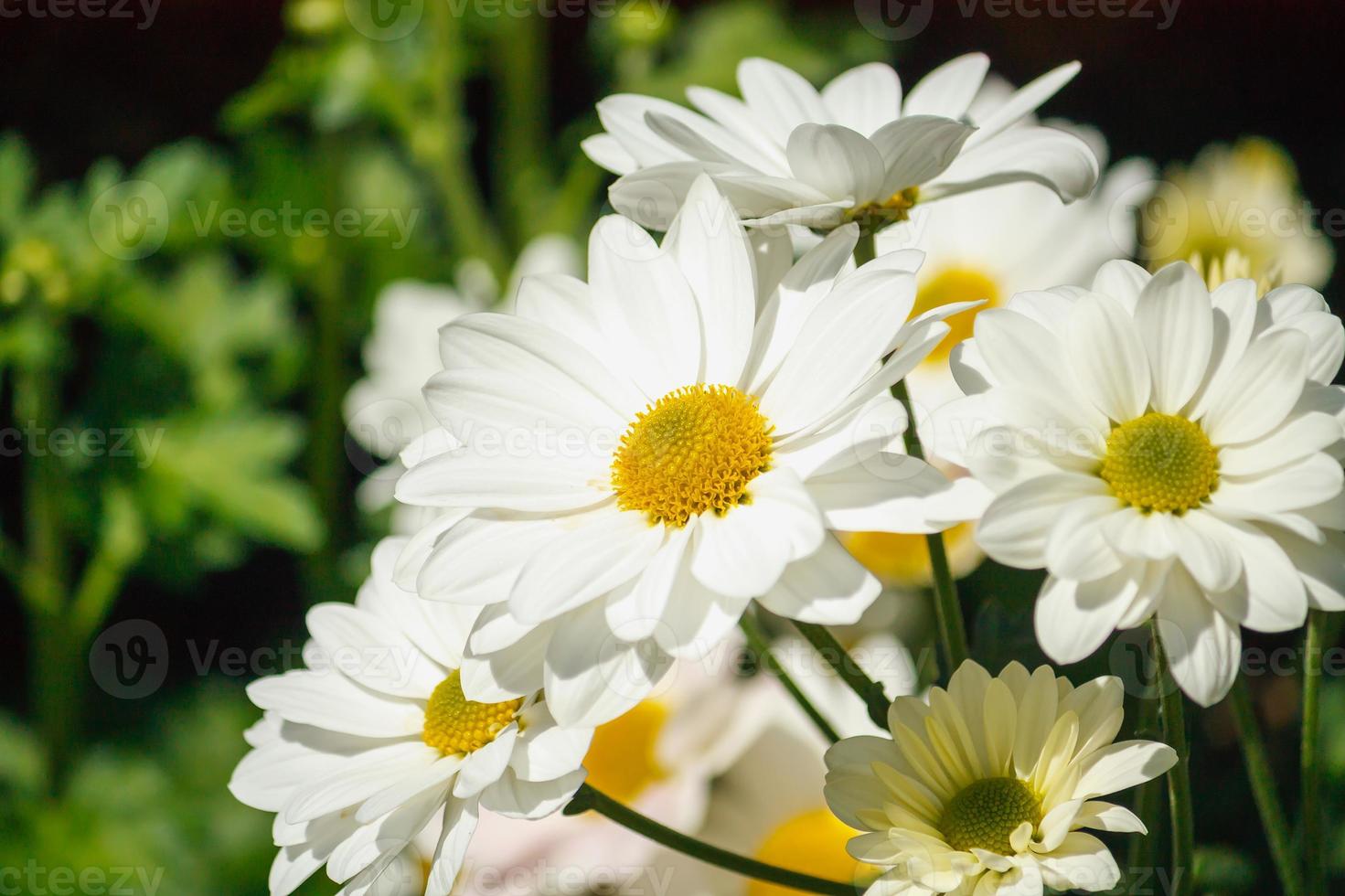 Chamomile flowers in the garden photo