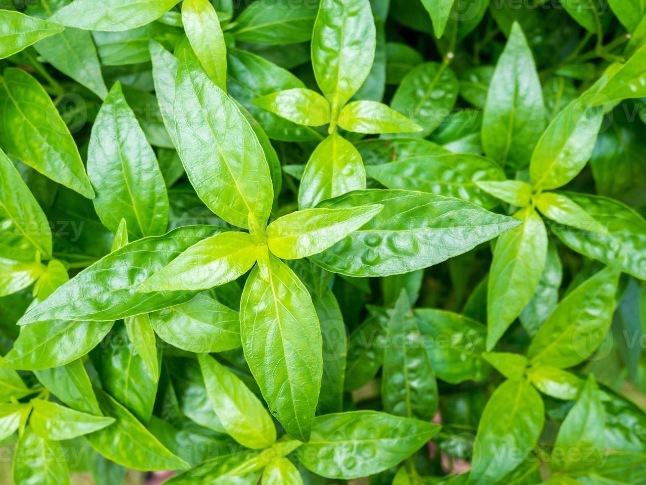 fresh herbal plant leaves Andrographis paniculata photo