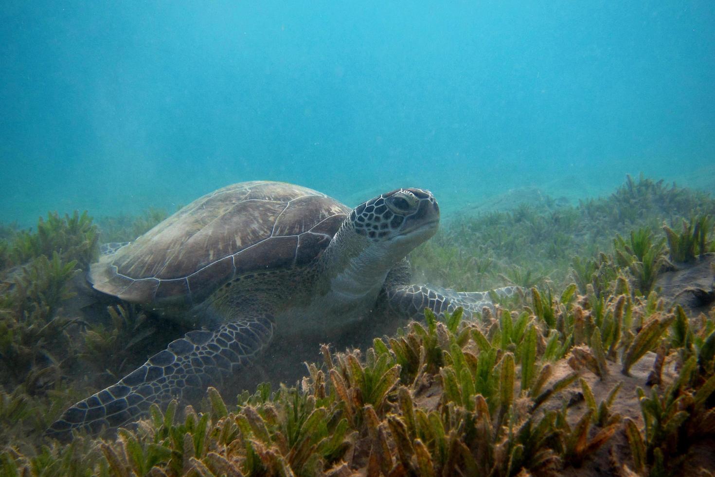 hawksbill turtle eats seagrass photo