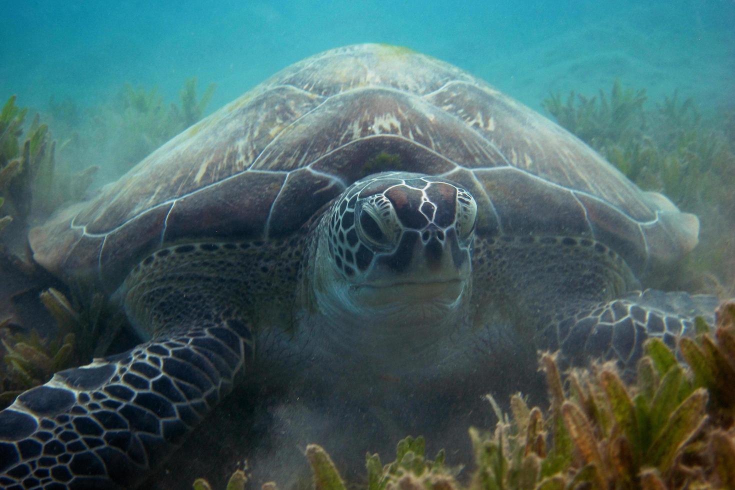 hawksbill turtle on seabed photo