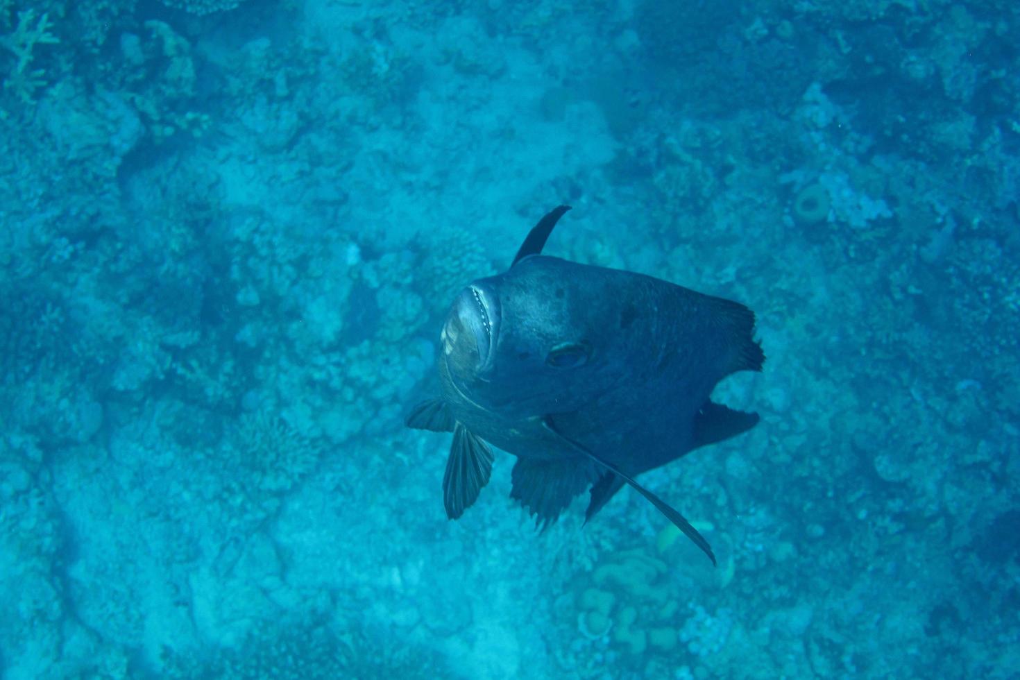 fish swims towards camera photo