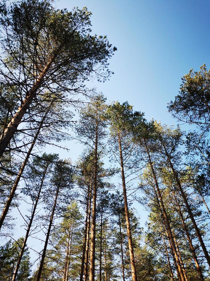 Pine forest. Trees in the forest photo