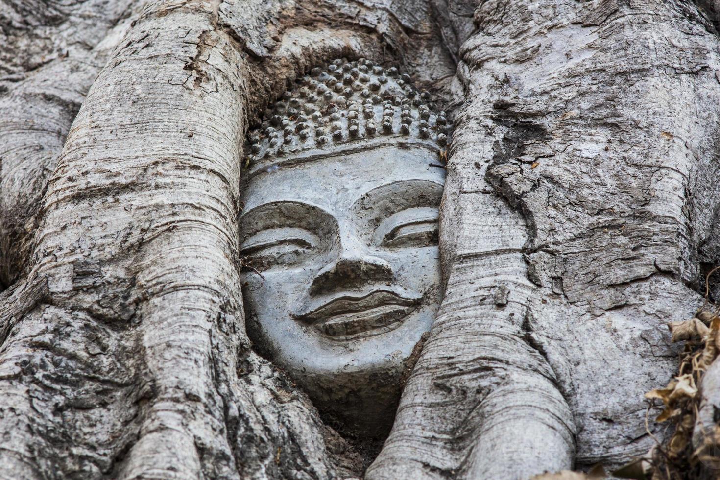 Buddha figure overgrown by fig in Wat Mahatat in Ayutthaya photo