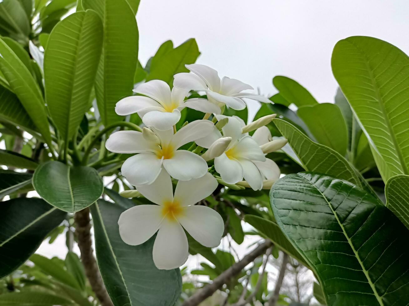 foto de flores frangipani blancas