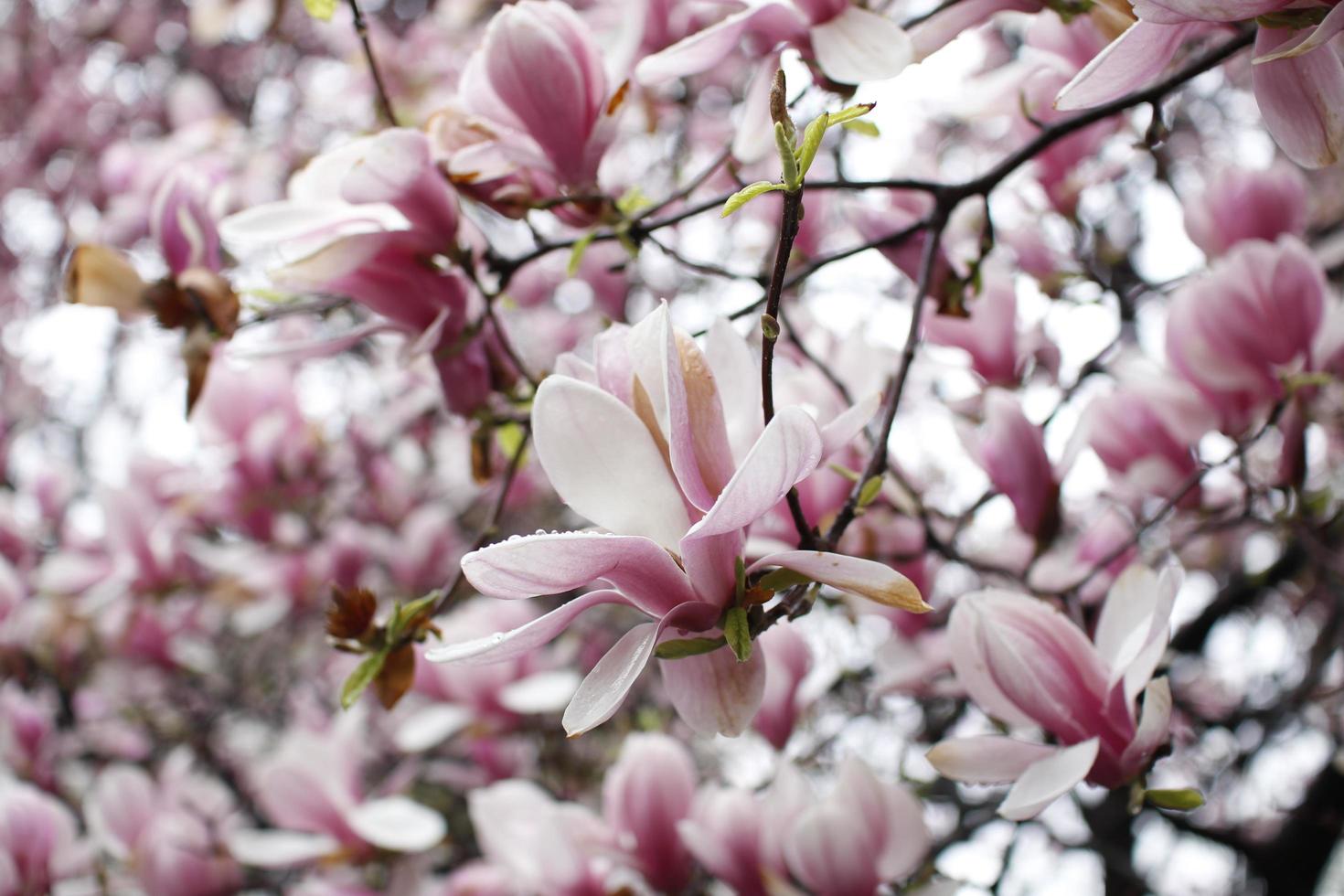 Magnolia Flower Close Up photo