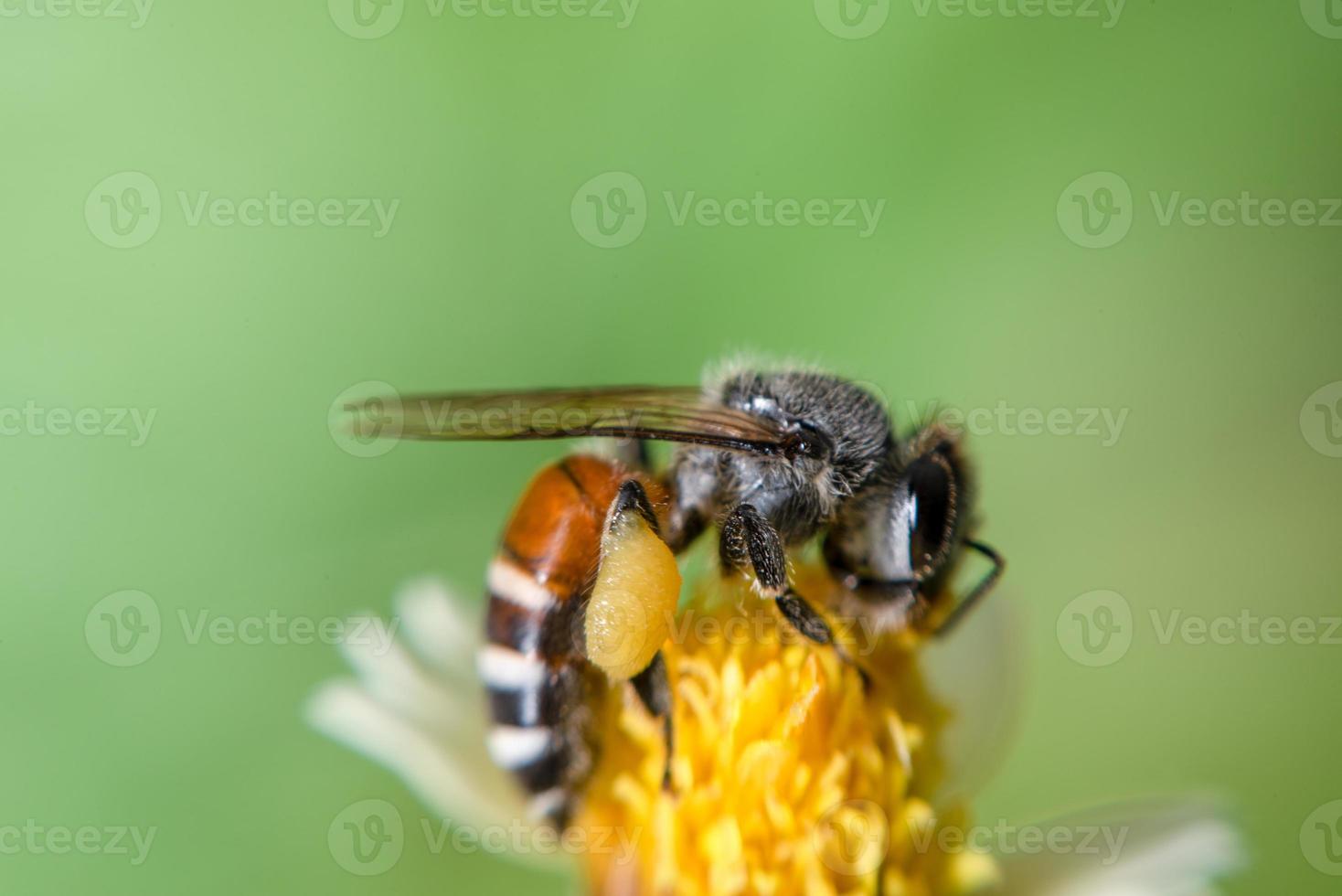 close up honey collecting honey photo