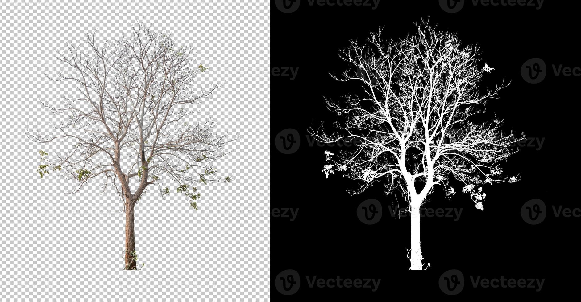 Leafless Tree cut out from original background, transparent background picture with clippings path and alpha channel for brush photo