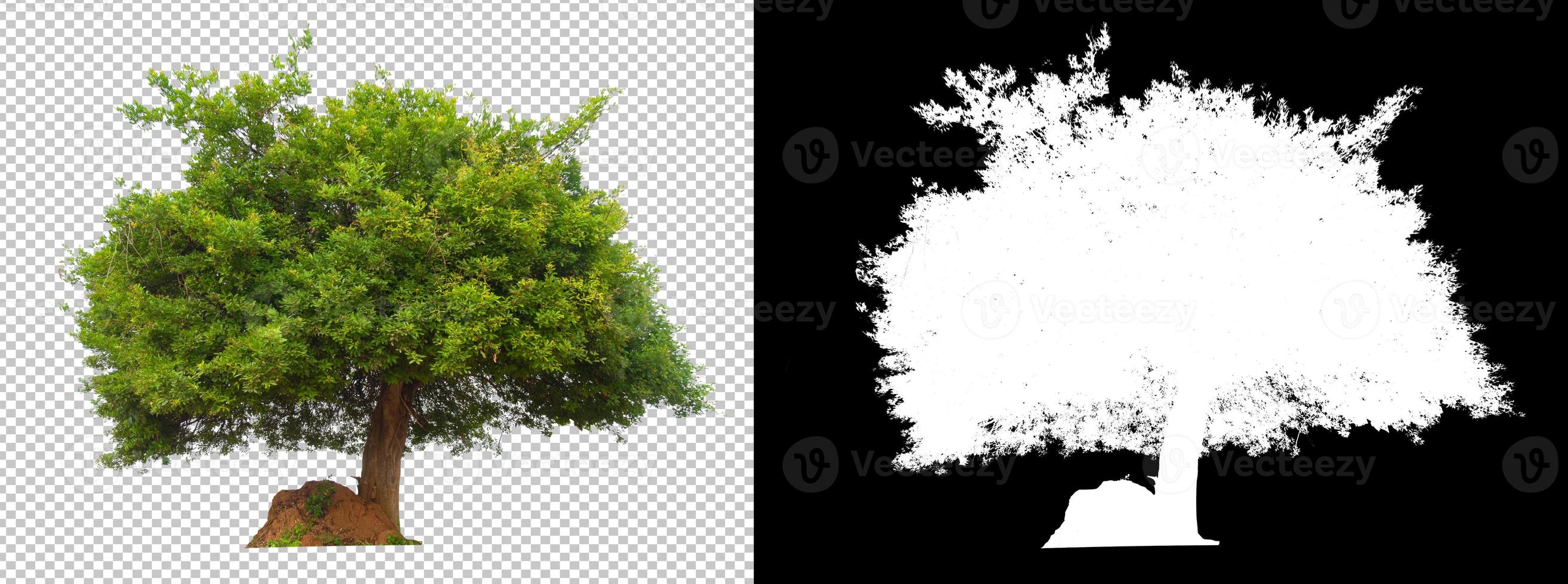 Tree on transparent background with clippings path and alpha channel for brush photo
