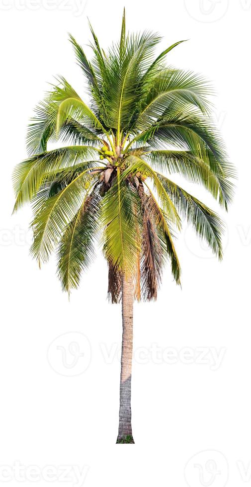 coconut tree on white background photo