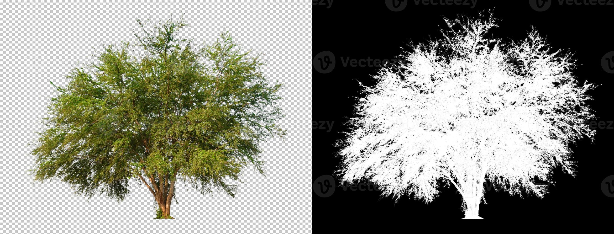 Tree cut out from original background, transparent background picture with clippings path and alpha channel for brush photo