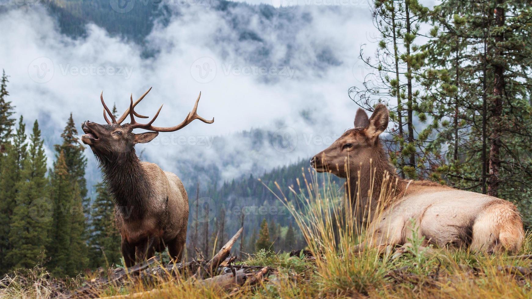 alce de las montañas rocosas de colorado foto