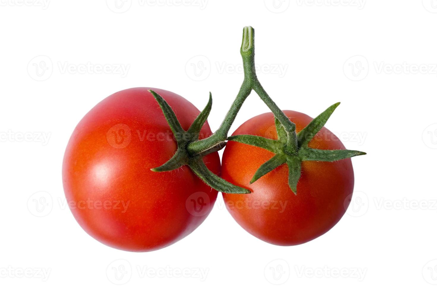 red tomatoes on a sprig of isolate photo