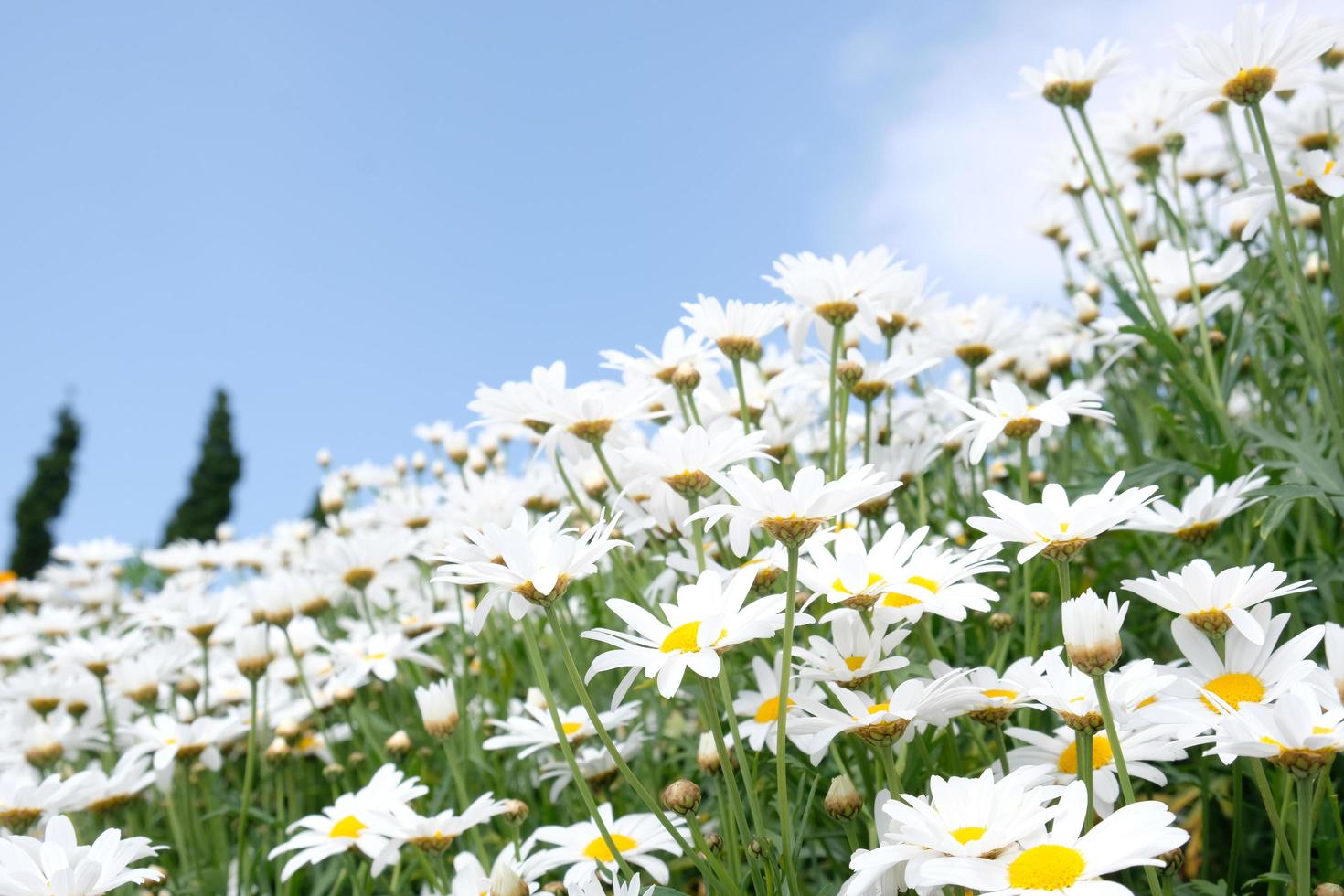 White flowers with clearly blue sky. photo