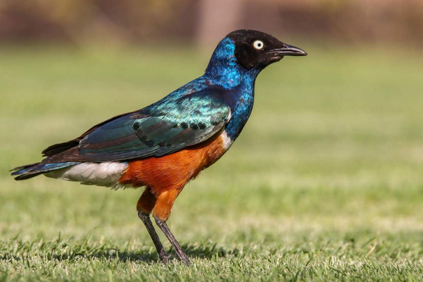 Bird in the forest photo