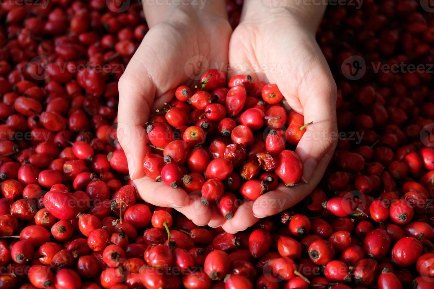 Female woman's hands touching the fruit rose hip or rosehip. Empty space for copy paste. Backgrounds and textures. Red vibrant colors. Cinematic. Wild fruits and healthy food. photo