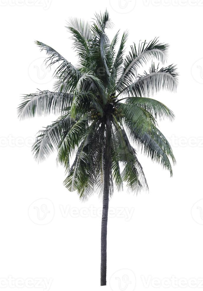 One big  coconut tree with clipping path on isolate white blackground. photo