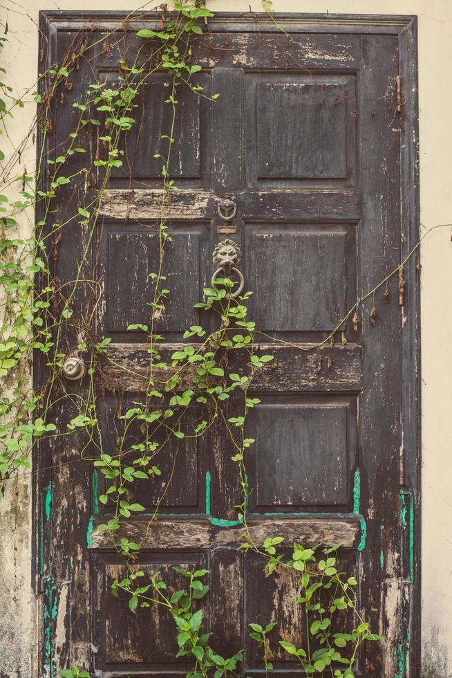 The old vintage wooden door covered with the plant. photo