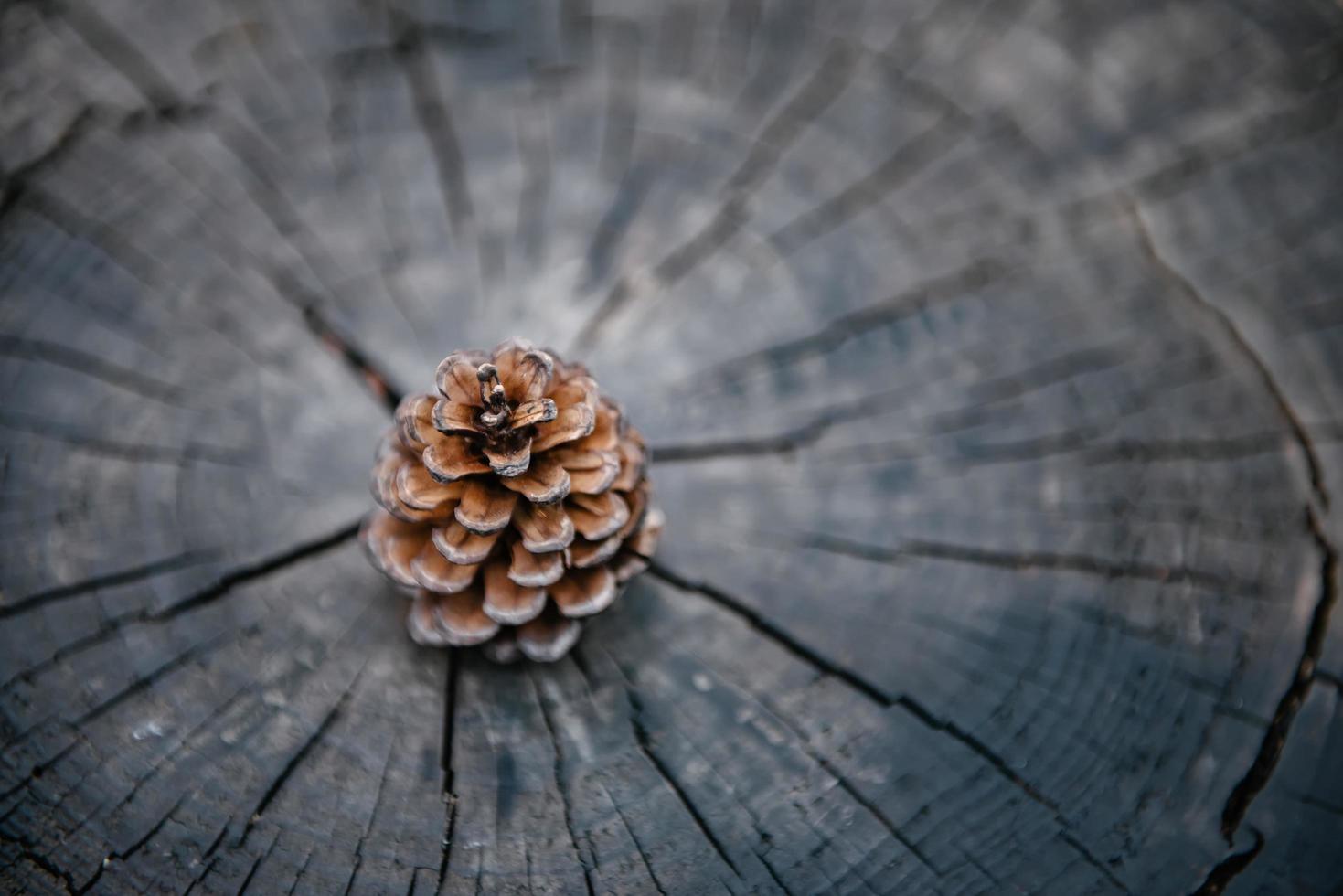 cono de pino sobre fondo de textura de madera, primer plano de cono de pino seco natural aislado en anillo anual de madera de árbol. semilla de pino marrón para celebración decorativa. fondo abstracto y textura natural foto