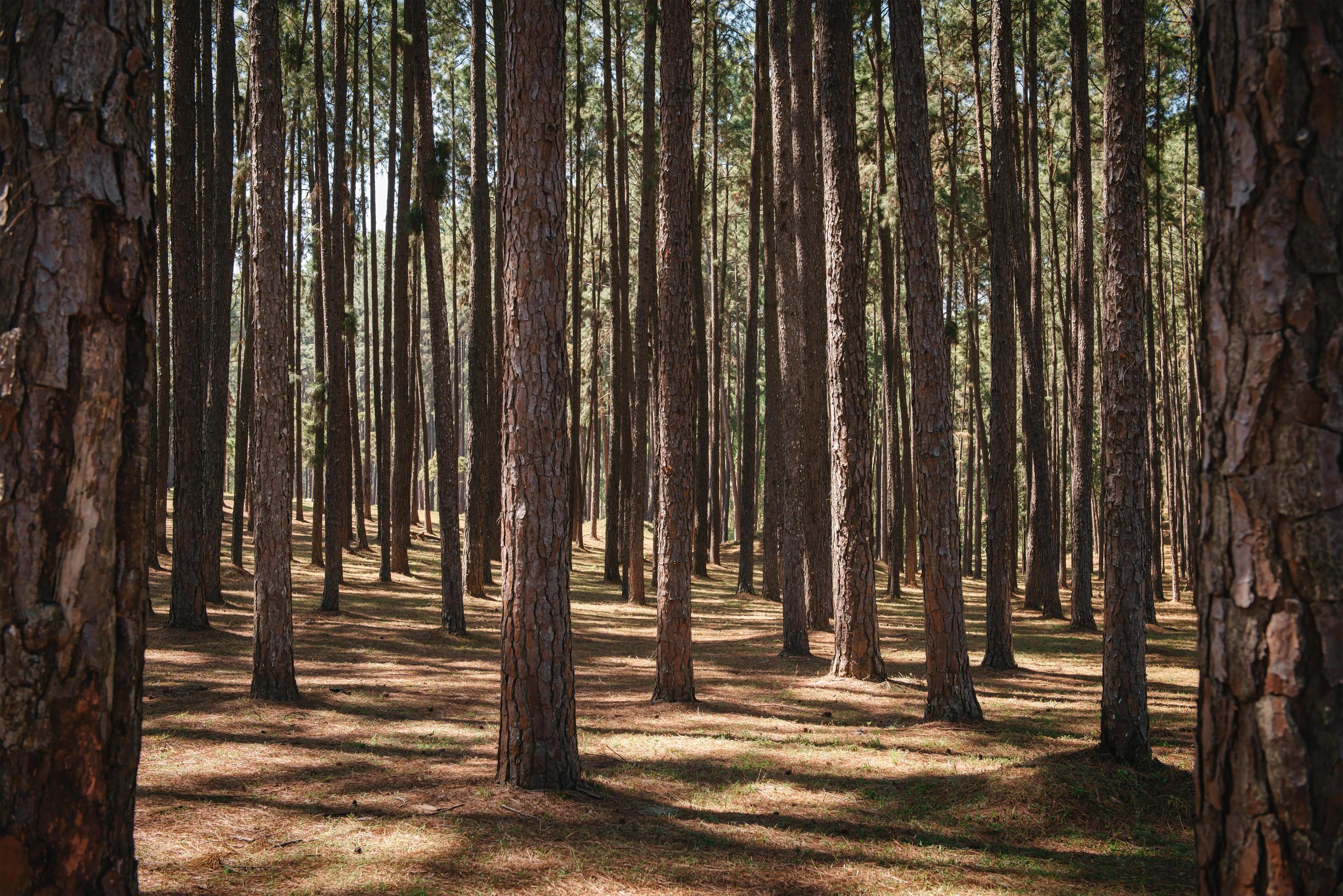 Nature Pine Tree Woodland Of Tropical Forest Landscape Scenery Of