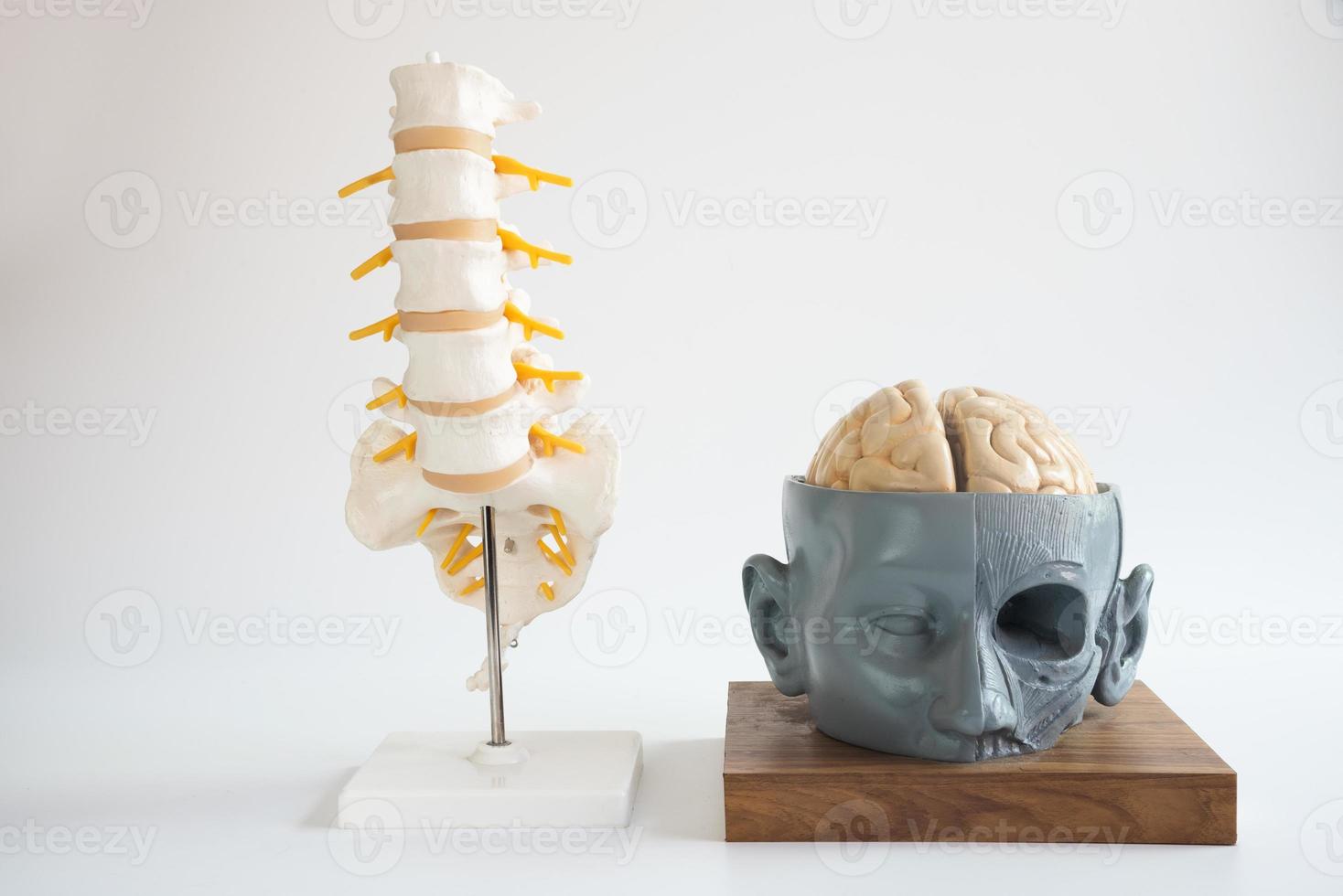 modelo de cerebro y columna lumbar sobre fondo blanco foto