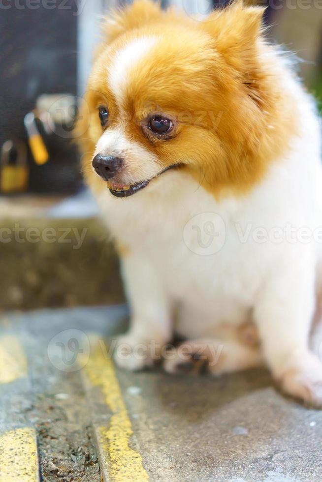 perro pomeraniano sentado en el piso de concreto foto