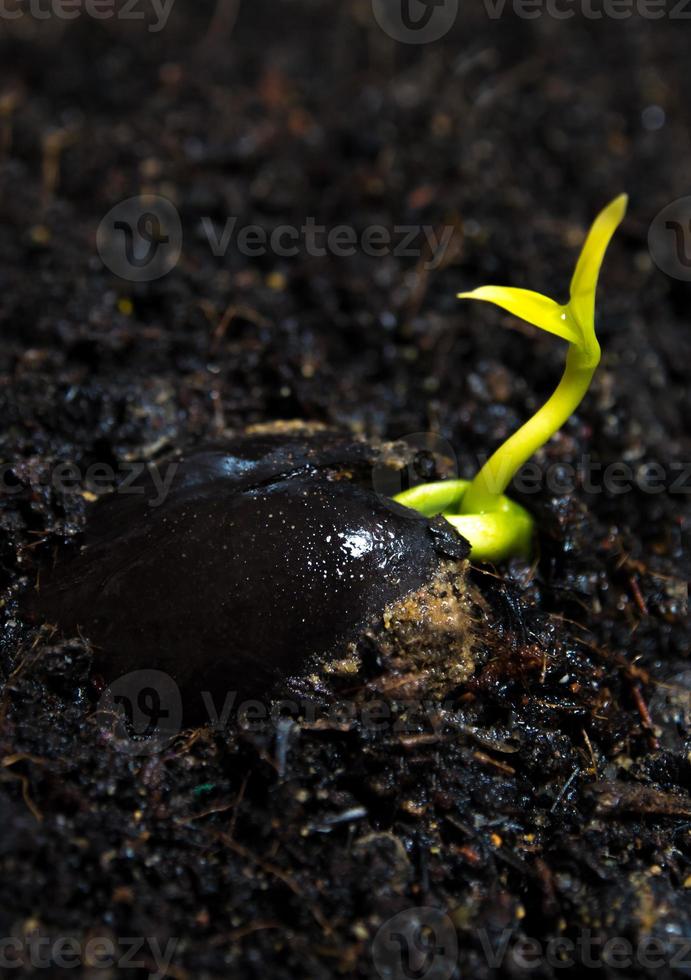 Bud leaves of young plant seeding in forest photo