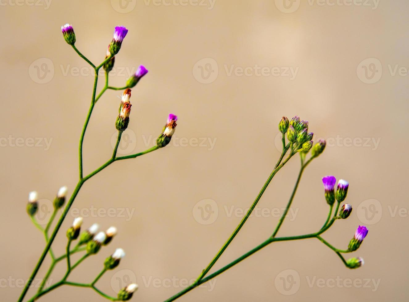 Little Ironweed flower beside the canal photo